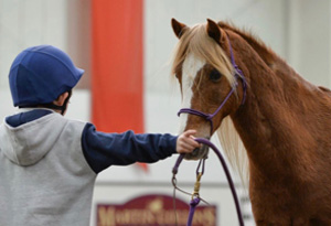 Equine Therapy - guiding Horse